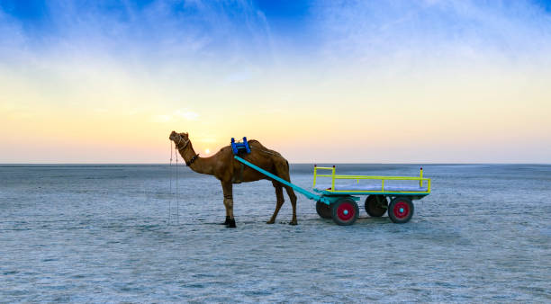 Kutch Heritage & Culture Tour
